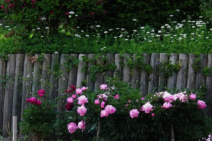 Rustic board fence behind a bed of pink peonies